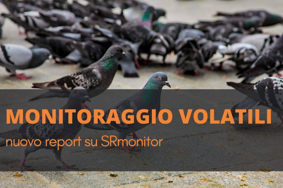 monitoraggio piccioni